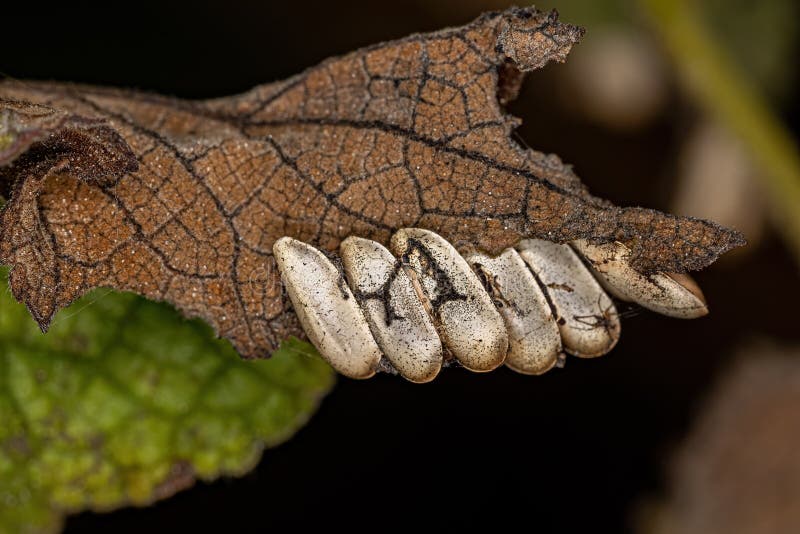 Leaf Katydid hatched Eggs stock photo. Image of natural 250655870