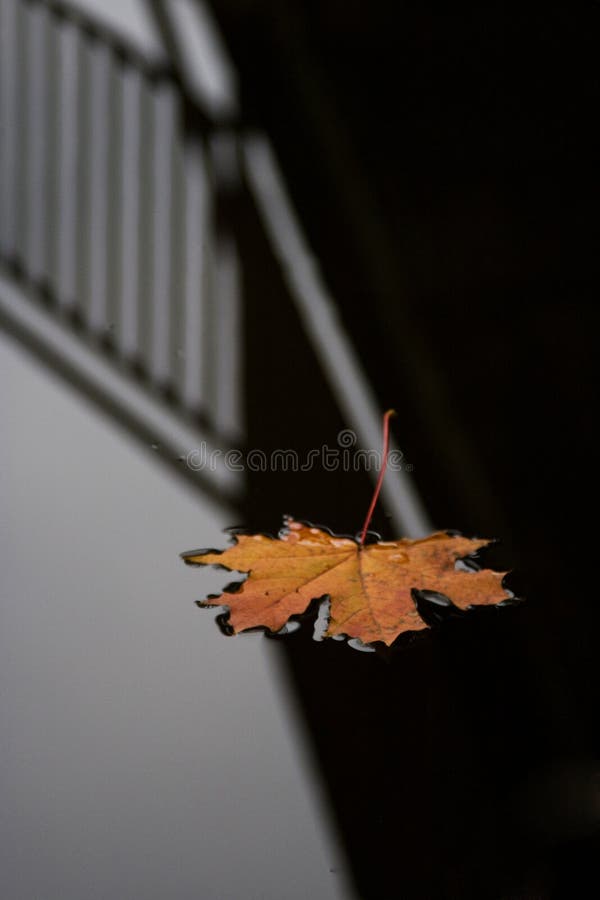 Leaf lays on a dark surface of water