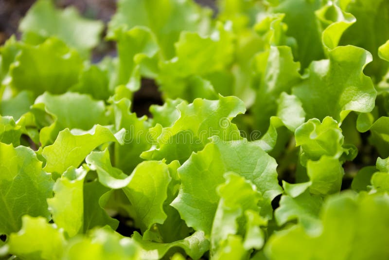 Leaf lettuce baby plants stock photo. Image of fresh, agriculture 4978906