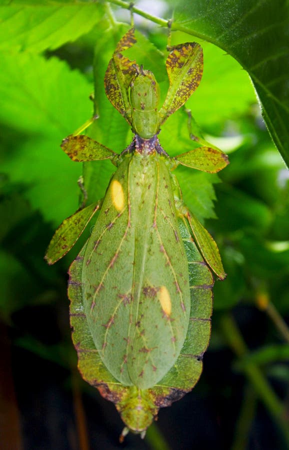 Leaf insect, Walking leaf, Phylliidae