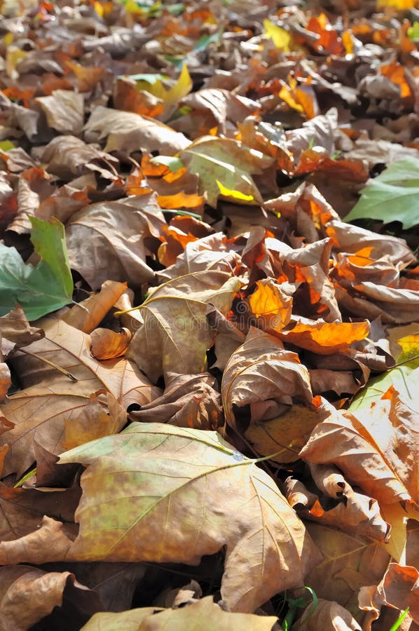Leaf litter stock photo. Image of falling, garden, golden 34829036