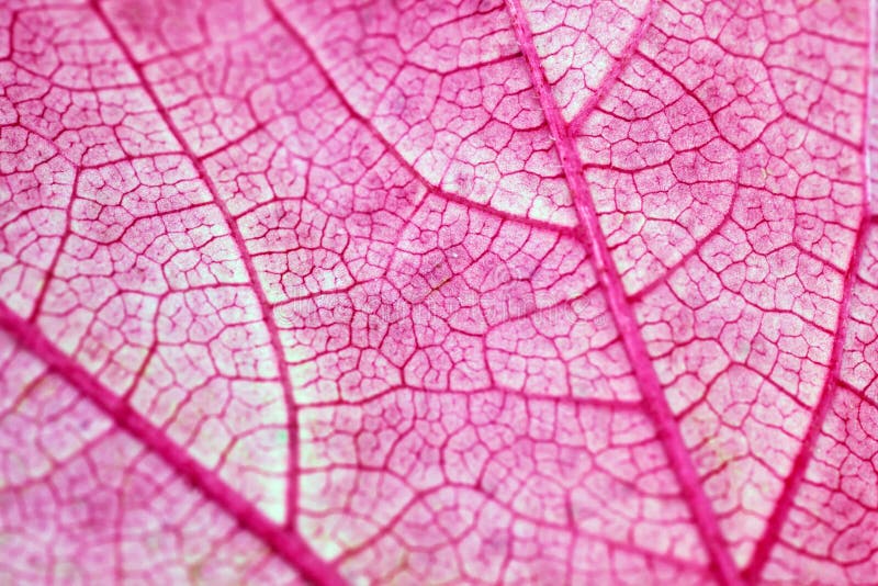 Leaf macro