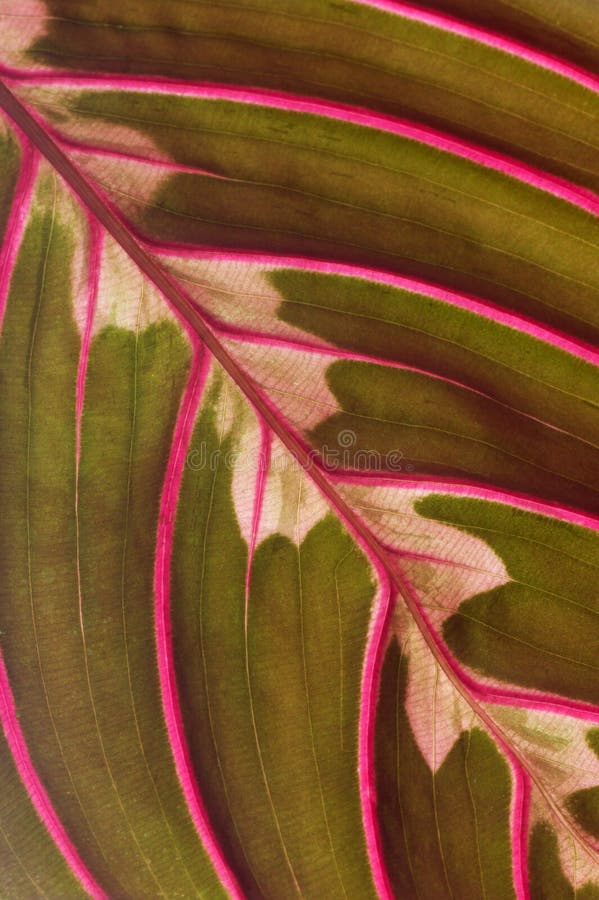 Leaf macro