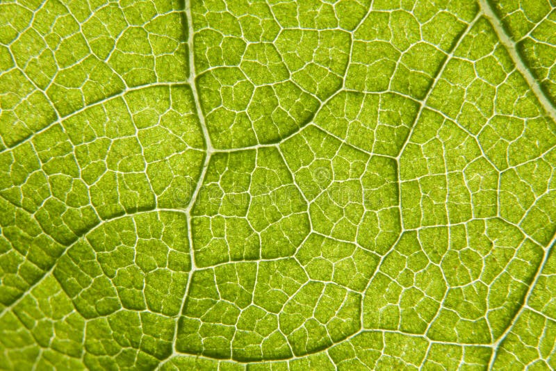 Leaf macro