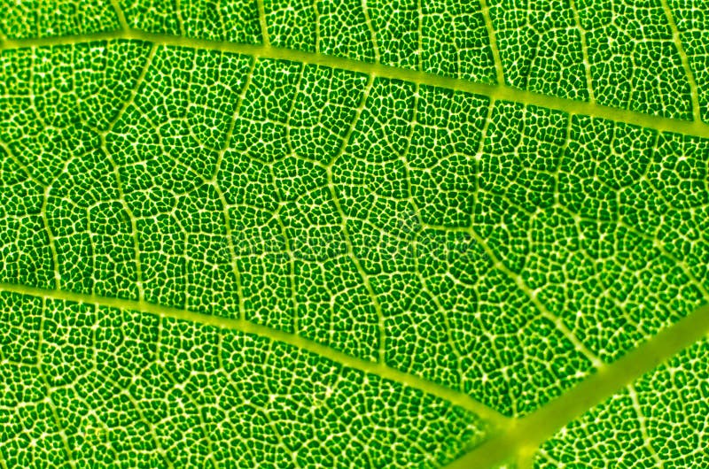 Leaf macro