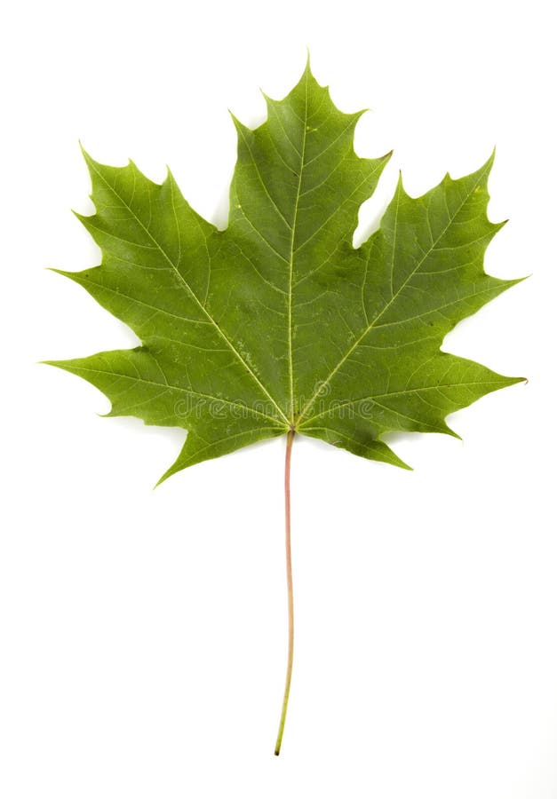 Leaf of maple