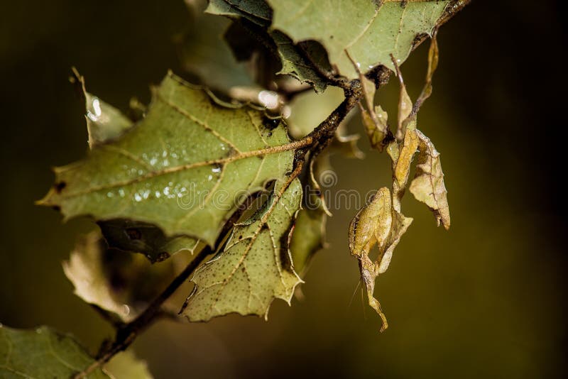 Leaf mimic praying mantis and leaf