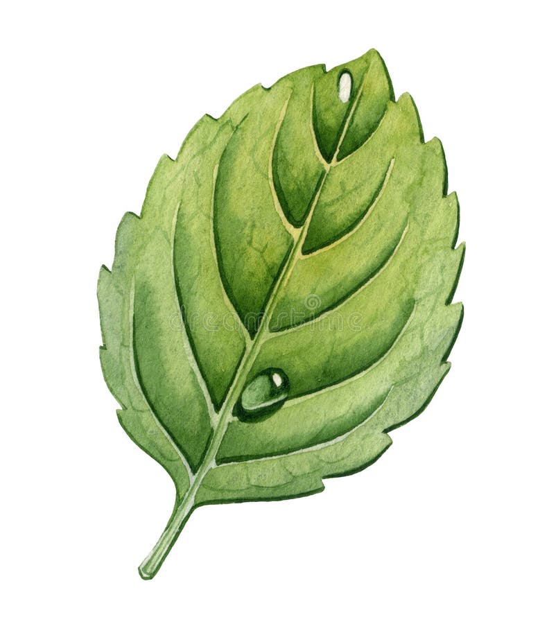 https://thumbs.dreamstime.com/b/leaf-mint-white-background-watercolor-illustration-43933247.jpg