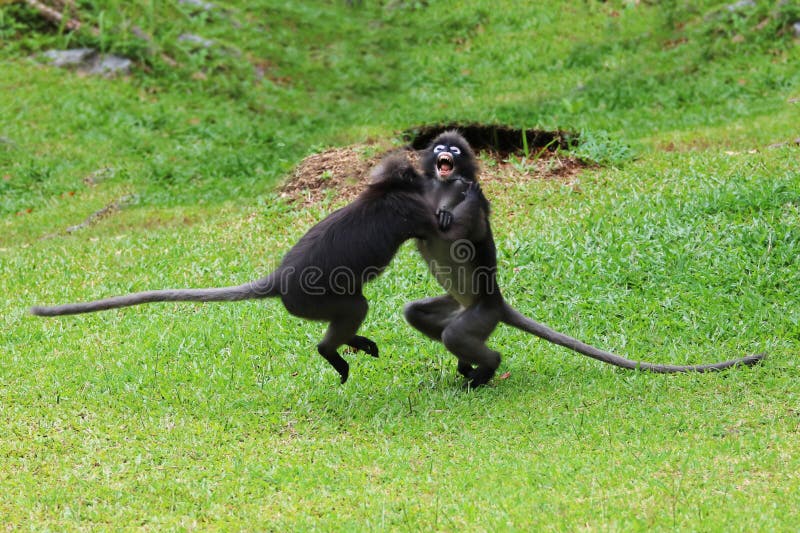Leaf monkey or Dusky langur are fighting or biting in the garden