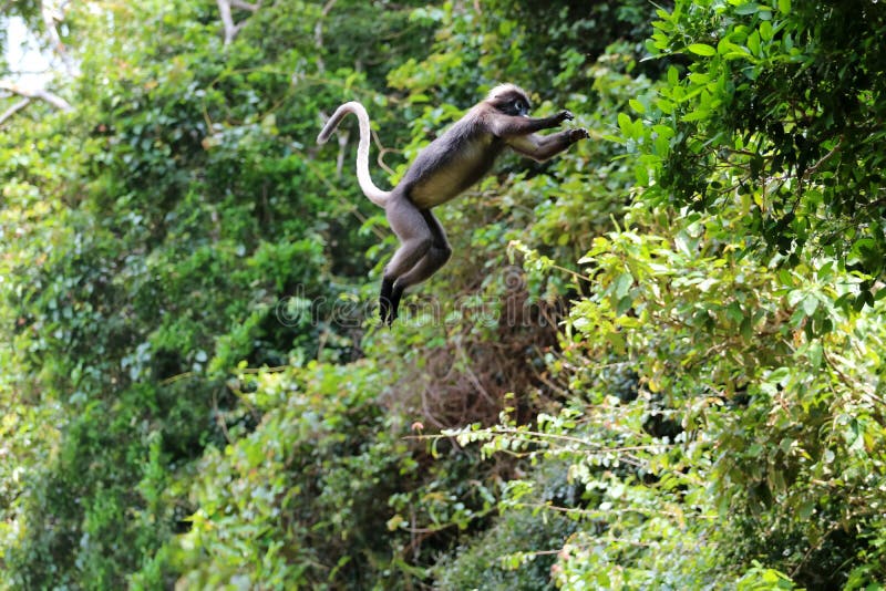 Leaf monkey or Dusky langur jumping on the treetops