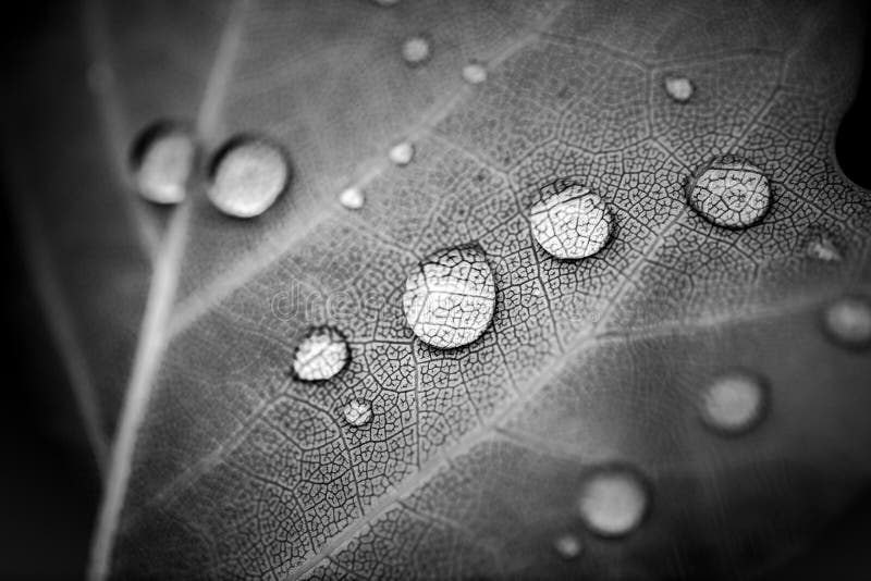 Dramatic closeup of rain droplet on a leaf texture. Amazing nature background