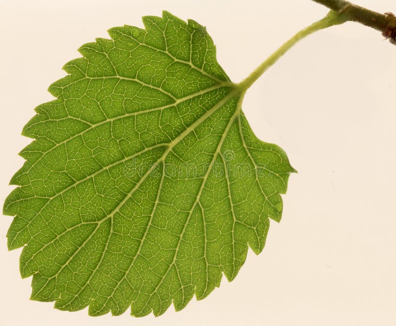 Leaf a mulberry