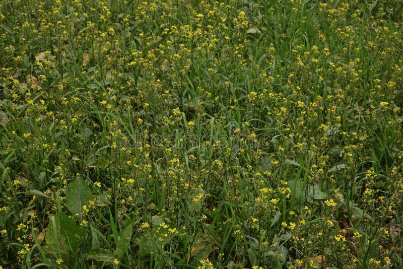 Leaf Mustard, Indian Mustard or Chinese Mustard Vegetable Stock Image