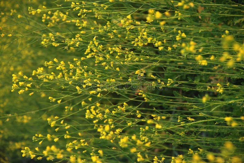 Leaf Mustard/ Indian Mustard Stock Image Image of leaves, green 37232147