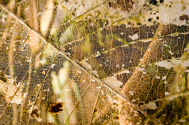 Leaf nerves stock photo. Image of detail, biology, botanical 5288068