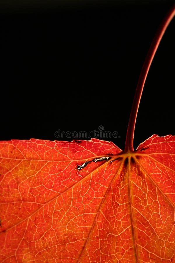 Maple Leaf, Leaf, Orange, Autumn Picture. Image 102644357