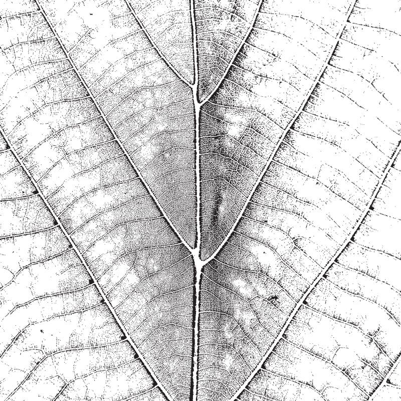 Realistic Leaf Texture Drawing / Free stacked foliage wall seamless textures for 3d design and