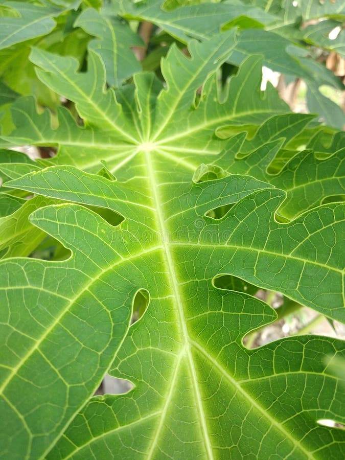 Leaf papaya stock photo. Image of green, fruit, papaya 202970260