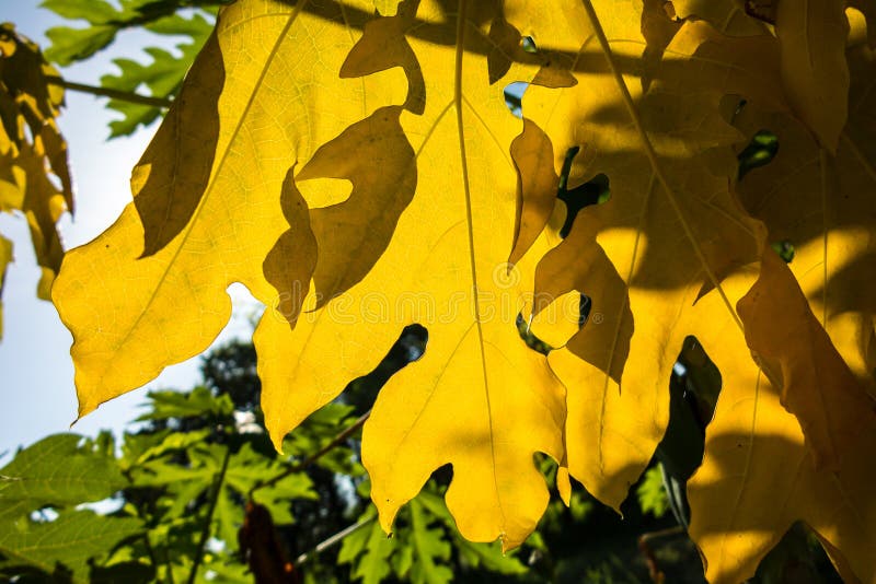Leaf papaya ,yellow. stock image. Image of environment 74654061