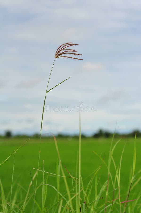 Leaf Petal and Branch of Tree in Nature Stock Image Image of april