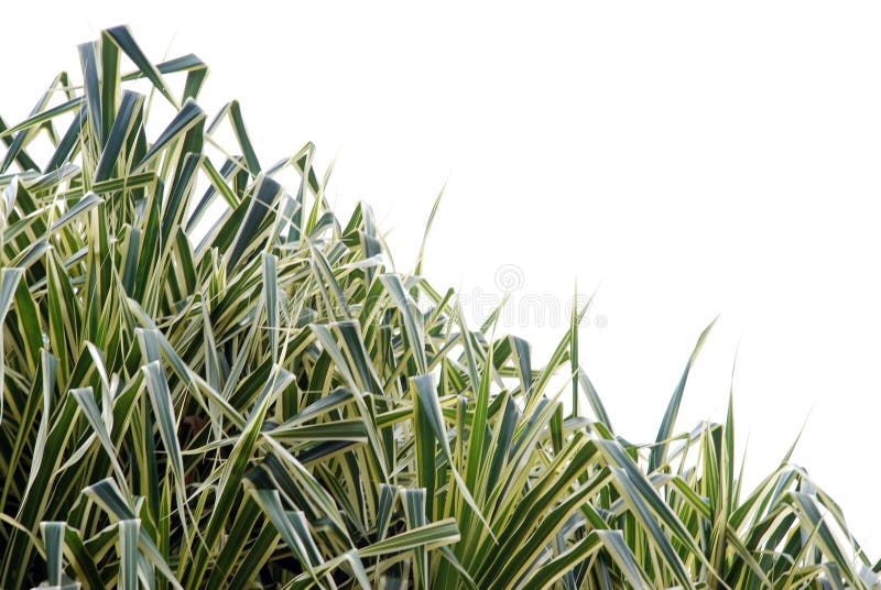 Leaf Plant stock photography