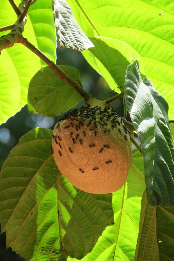 Fruit, Vegetation, Cherry, Leaf Picture. Image 135105804