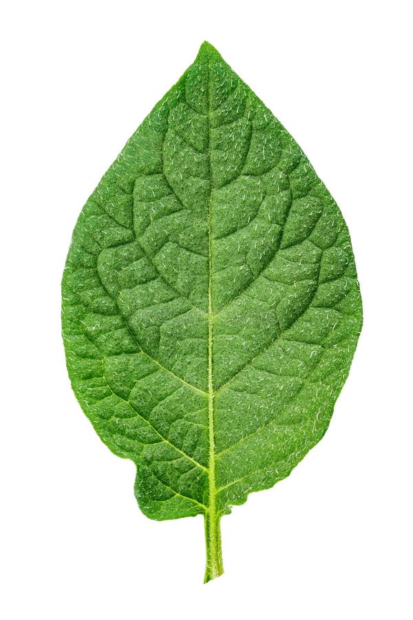 Branch of potato bush stock image. Image of nature, bloom 140711403