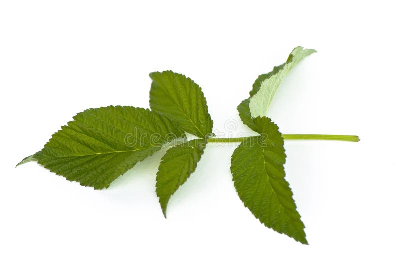 Leaf raspberry