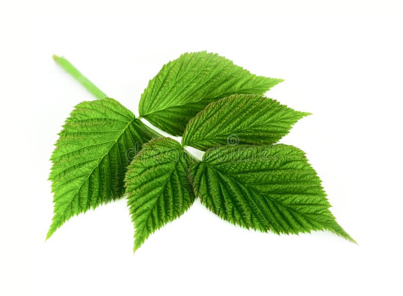 Leaf raspberry isolated on a white