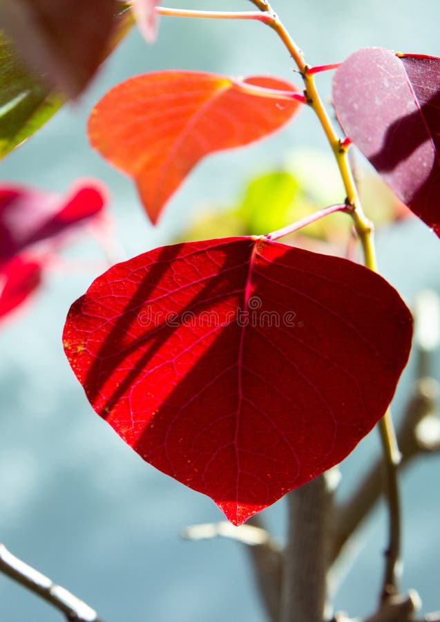 Leaf, Red, Plant, Petal Picture. Image 112201043