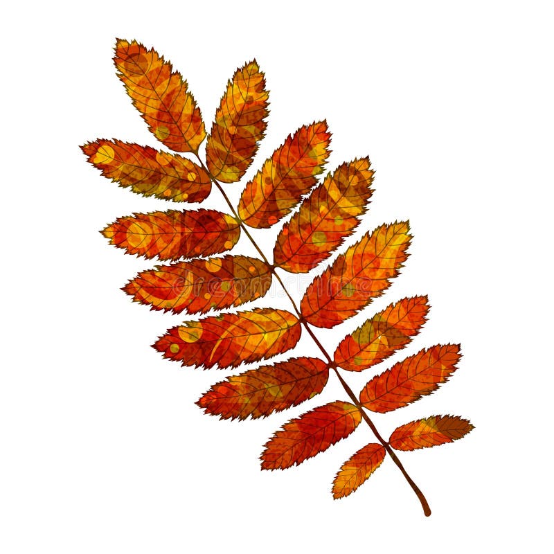 Rowan leaf stock illustration. Illustration of cell, background - 60136636