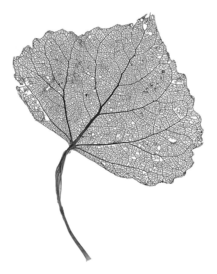 Leaf Skeleton royalty free stock photography Leaf Skeleton royalty free stock photography