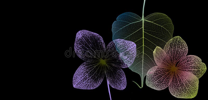 Leaf skeleton and hydrangea flower skeleton with veins and cells stock photo