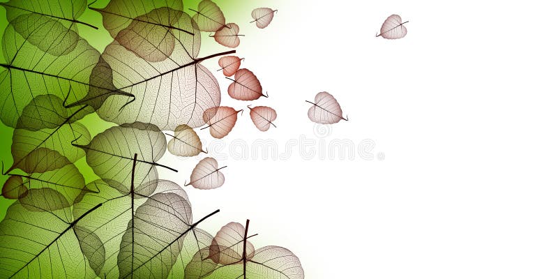 Leaf skeletons with veins and cells on the white background stock images