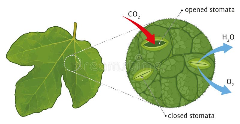 Leaf stomata