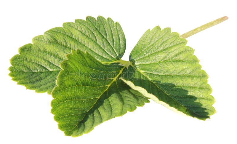 Leaf of a strawberry