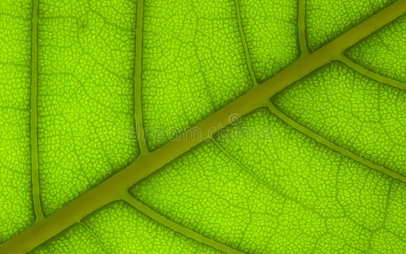 Leaf structure 1