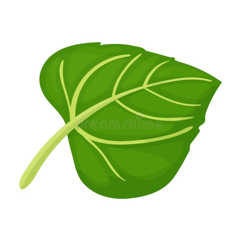 Leaf of Sunflower Vector Icon.Cartoon Vector Icon Isolated on White