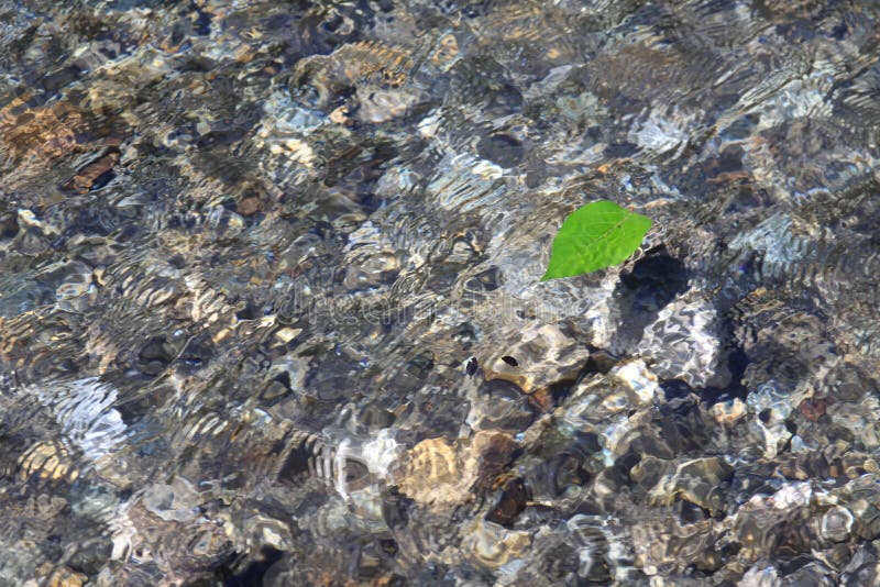 Leaf swimming in pure water stock photography Leaf swimming in pure water stock photography