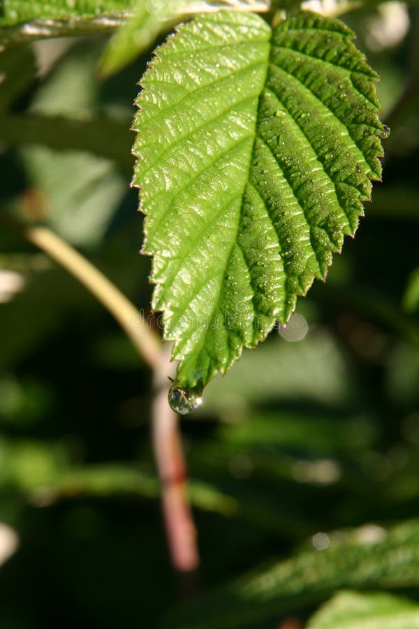 Leaf tear