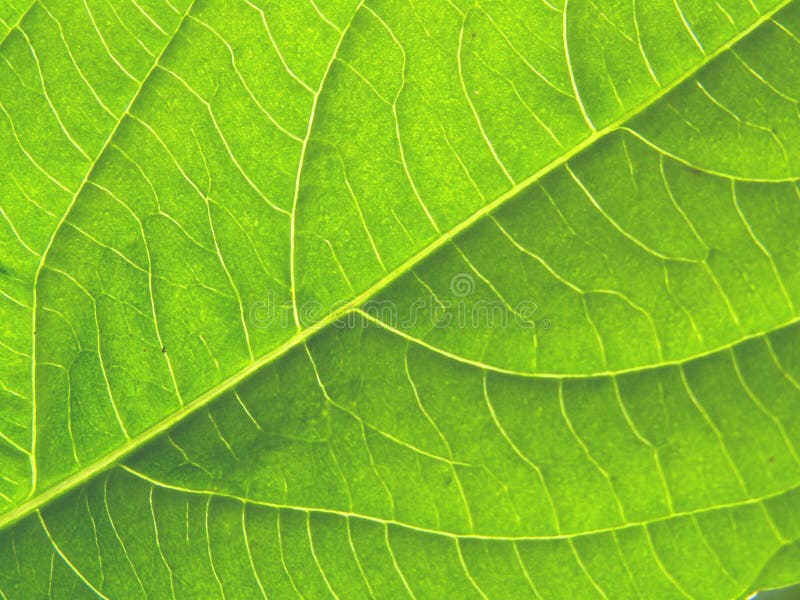 Leaf texture