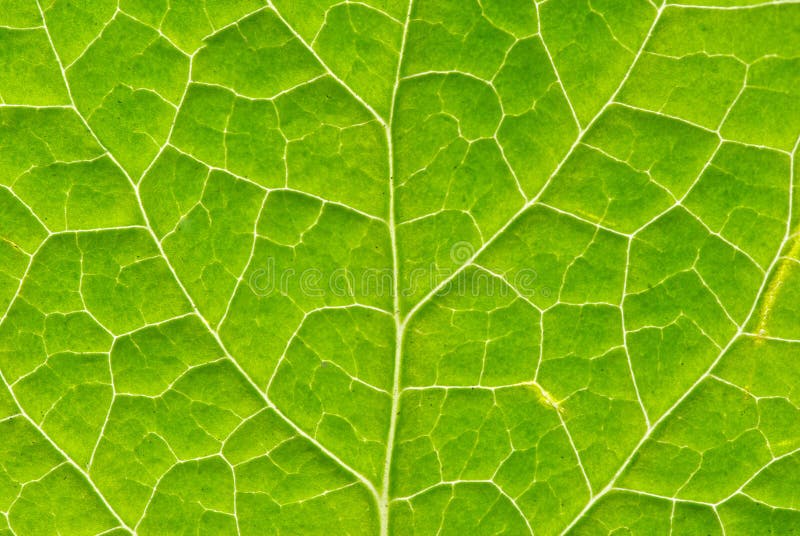 Leaf texture