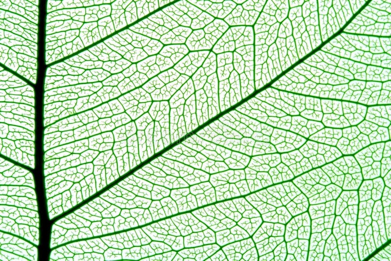 Leaf texture