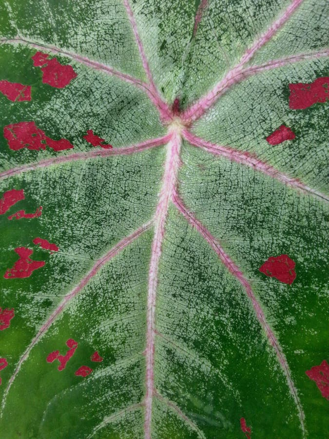 Multicolor Leaf With Texture Stock Photo Image of color, environment