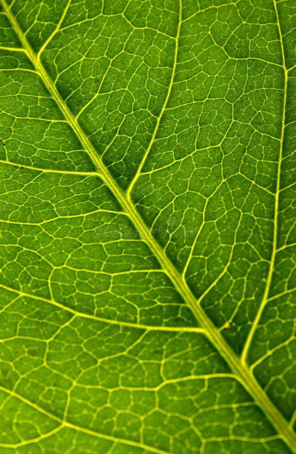 Leaf texture