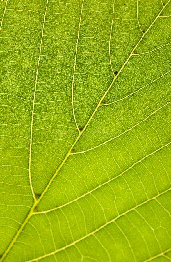 Leaf texture