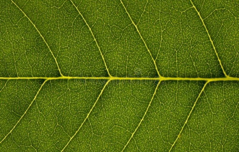 Leaf texture