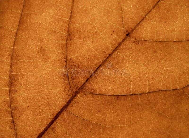 Leaf texture