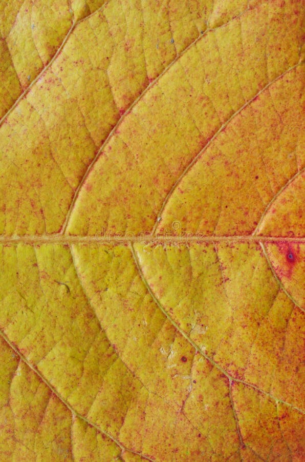Leaf texture stock photo. Image of leaf, spring, form - 71543558
