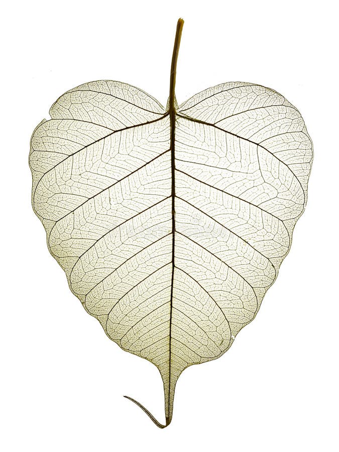 Leaf with texture veins royalty free stock image
